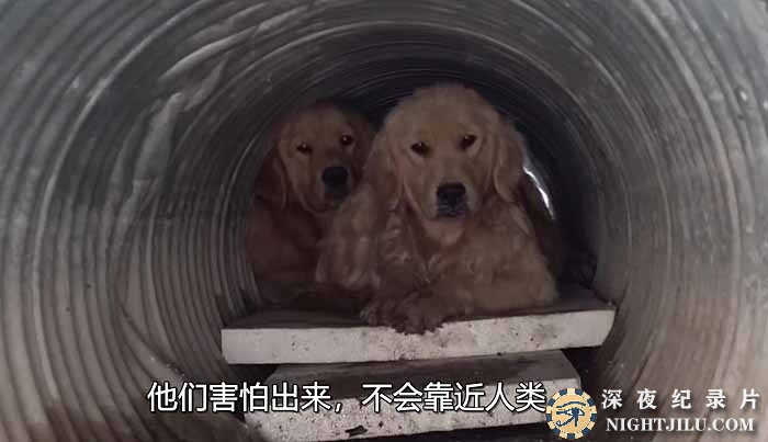 SBS韩国动物保护纪录片《拯救动物》第2季