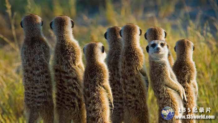 野生动物纪录片《王朝:狐獴特辑 Dynasties: Meerkat Special》全2集