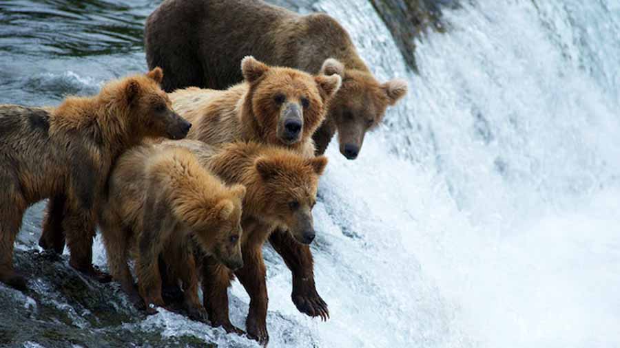 国家地理自然生态纪录片《荒野探险之探险科迪亚克 Expedition Wild Expedition Kodiak》全1集