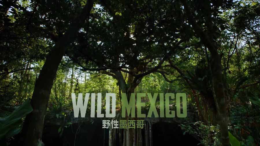 BBC自然生态纪录片《野性墨西哥 Wild Mexico》全3集