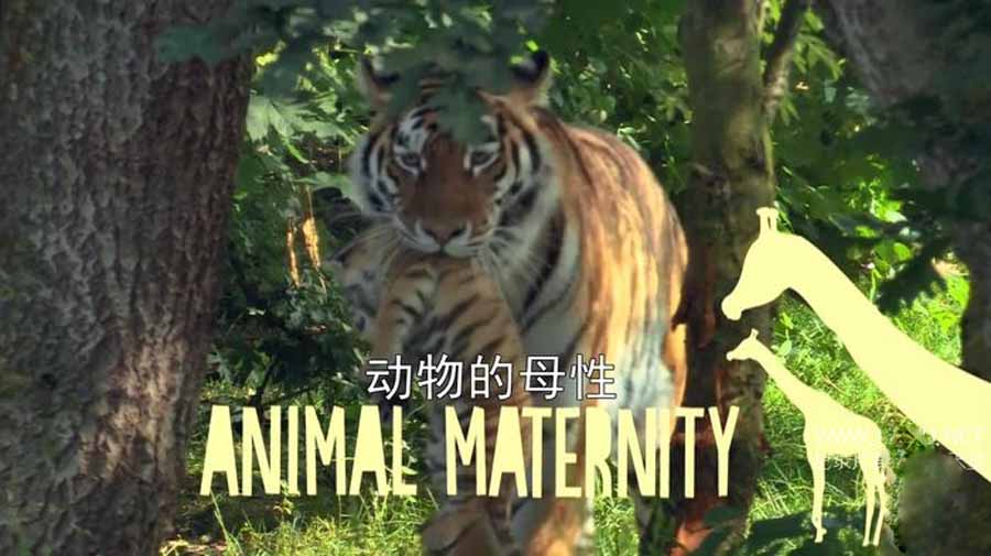 拯救孤儿动物纪录片《动物的母性》全6集