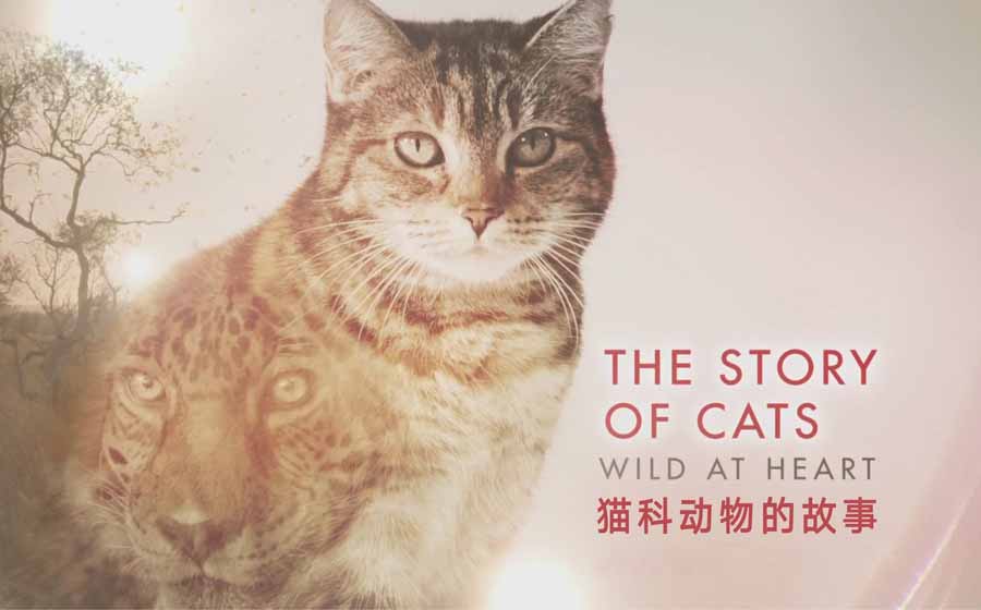 《猫科动物的故事》纪录片解说素材百度云盘下载 720P全3集