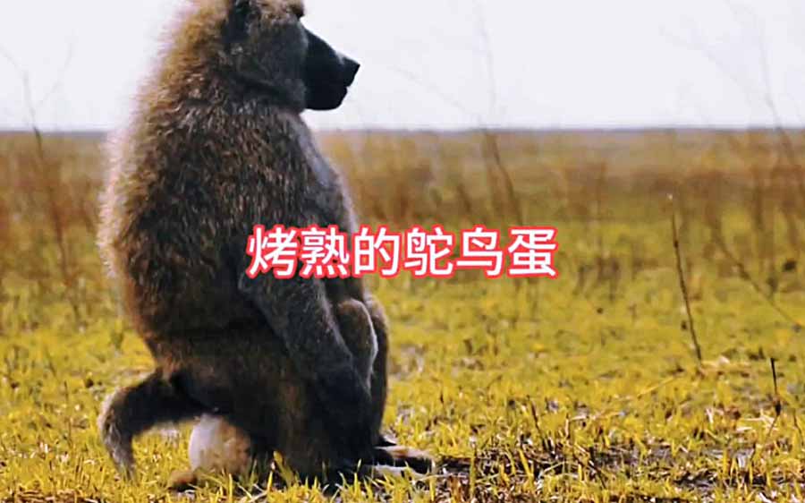 《伤心鸵鸟蛋》纪录片解说素材百度云盘下载 720/1080P全10集