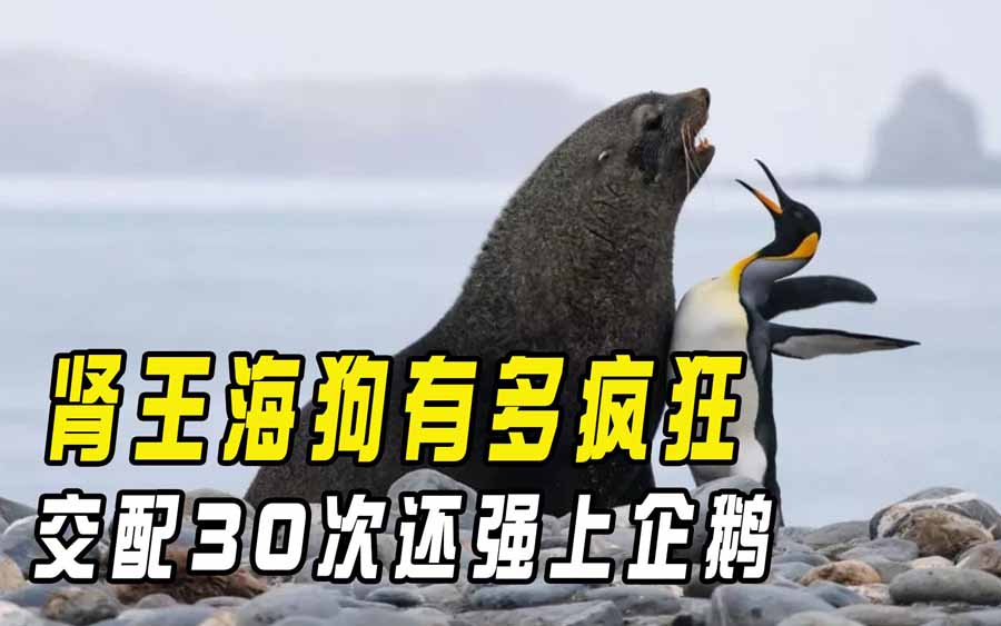 《肾王海狗交配》纪录片解说素材百度云盘下载 1080P全5集
