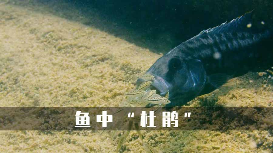 《慈鲷鱼口中养娃》纪录片解说素材百度云盘下载 1080P全1集