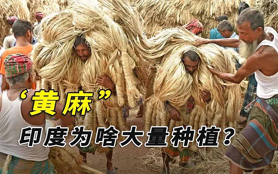 《黄麻:拯救印度的金色纤维》纪录片解说素材百度云盘下载 720/1080P全9集
